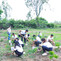 aba abc tree-plan dt-1