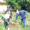 aba abc tree-plan kh-2 aba abc tree-plan kh-2