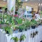 National Orchid Forum 3 KH