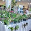 National Orchid Forum 3 KH National Orchid Forum 3 KH